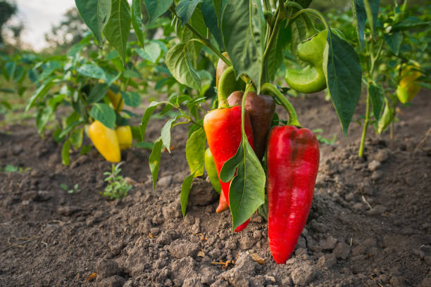 istock fresh and juicy big red pepper 886854030