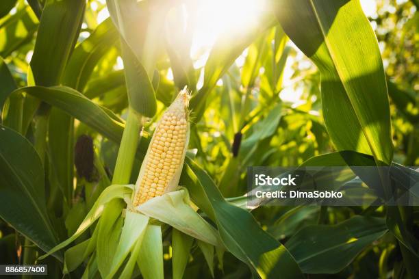 Cerca De Maíz Alimentos En Campo Verde Foto de stock y más banco de imágenes de Maíz - Alimento - Maíz - Alimento, Campo - Tierra cultivada, Granja