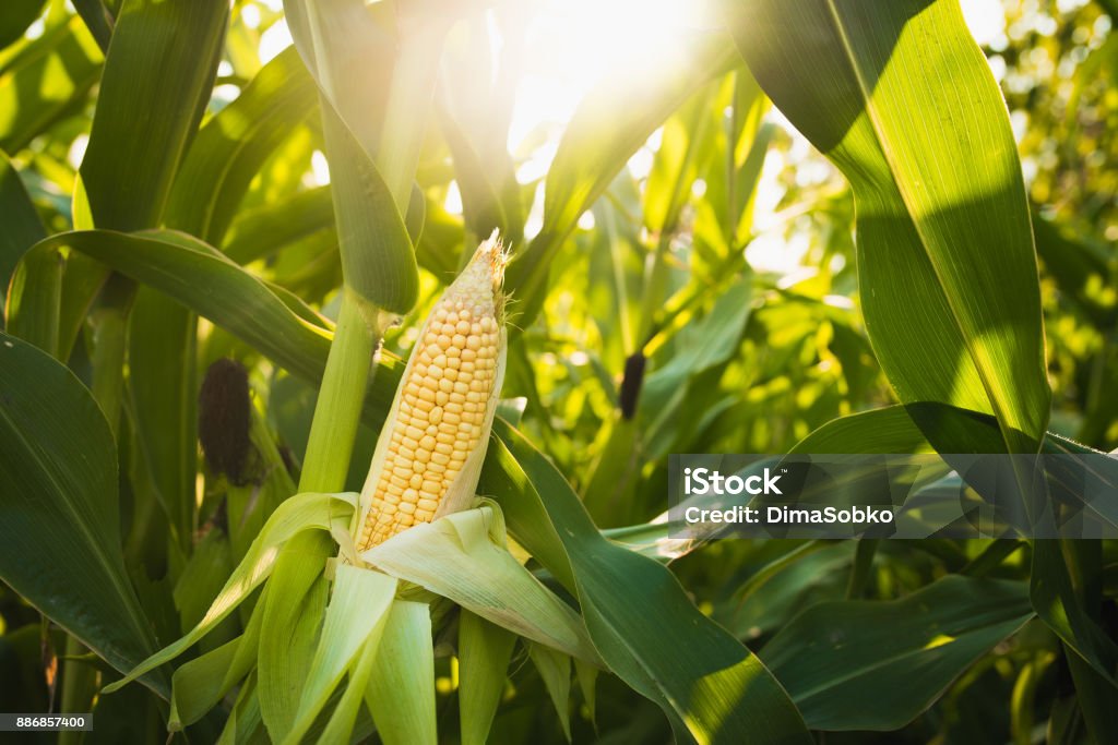 Close up of food corn on green field Close up of food corn on green field, sunny outdoor background Corn Stock Photo