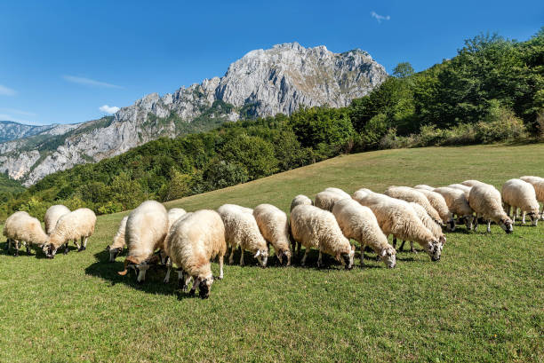 istock Flock of sheep eating grass 886857558