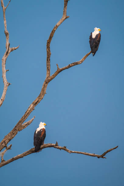 istock African fish eagle, Chobe National Park, Botswana 886857914