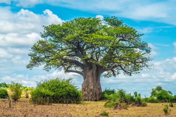 arbre de baobab, parc national de chobe, botswana - african baobab photos et images de collection