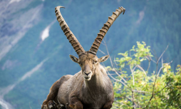 istock Alpine ibex on a background of mountains. 886865758