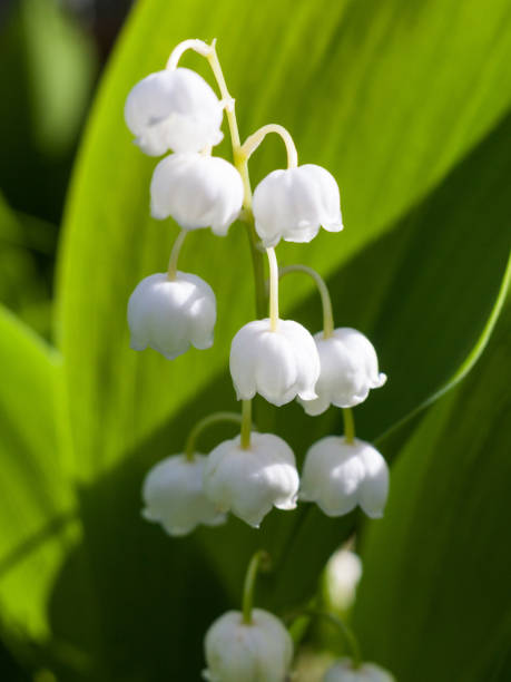 istock Lily of the valley (Convallaria majalis) flowers 886872536