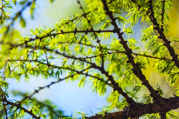 Beautiful bright green larch branch in a forest against a blue sunny sky background close-up.