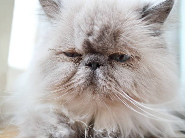 istock white cat with gray ears and blue eyes in the interior close-up 886874940