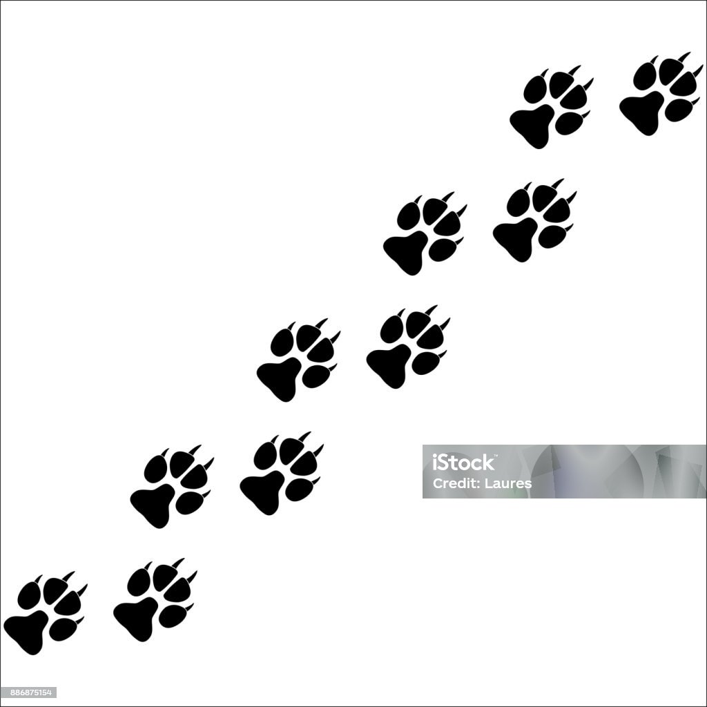 Footprints of paws of an animal Footprints of paws of an animal on a white background. Vector illustration Animal stock vector