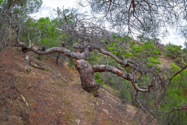 istock The dried relic pine with a quaintly twisted trunk 886875802