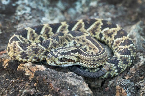 istock Juvenile Neotropical Rattlesnake (Crotalus simus) with 