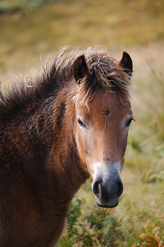 A portrait of an Exmoor pony, looking head-on towards the camera. Photographed; Exmoor, Somerset, UK. November 2017.