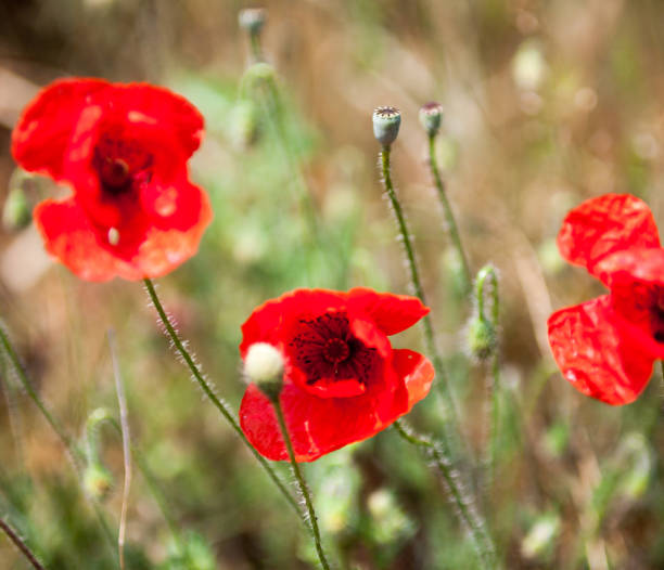 istock Red poppy flowers 886878996