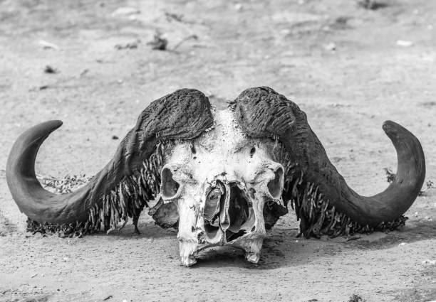 Ram skull