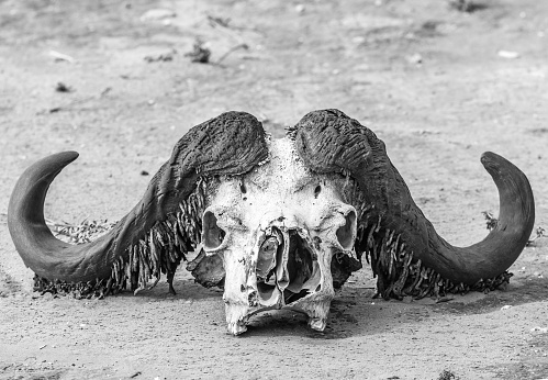 Buffalo skull, Chobe National Park, Botswana