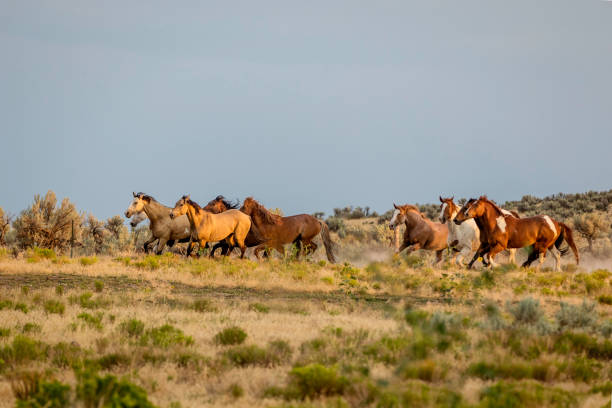 istock Running Horses in the Country 886879170