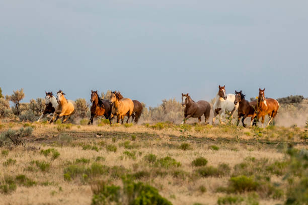 istock Running Horses in the Country 886879378