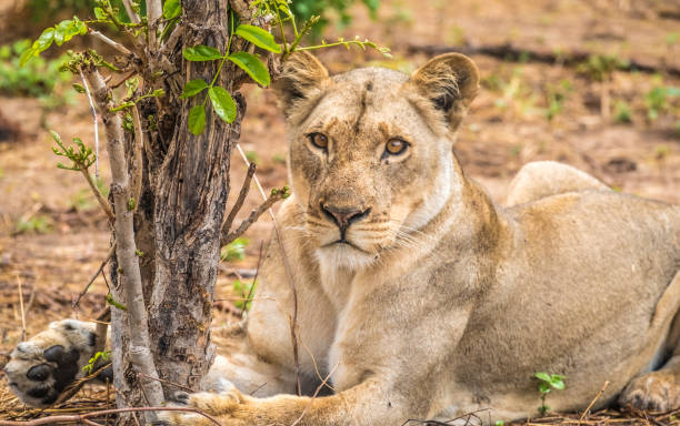 istock Close interaction with a playful lioness, Chobe riverfront area, Serondela, Chobe National Park, Botswana 886884010