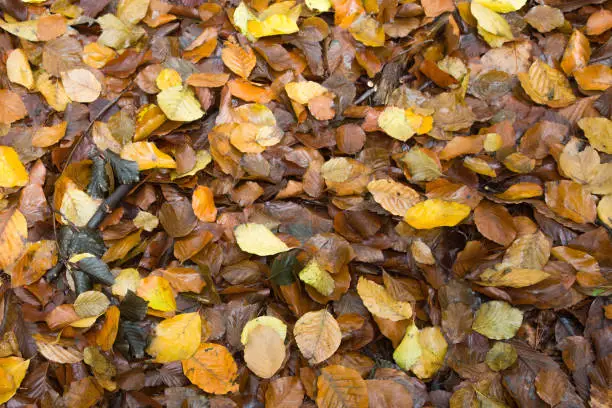 Herfstbladeren op de grond