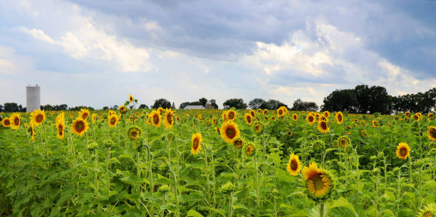 Agriculture and farming background.