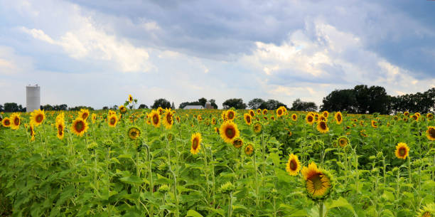 Agriculture and farming background. Scenic rural summer landscape with cloudy sky over field of sunflowers and farm buildings on a background. Beautiful summer nature background. helianthus stock pictures, royalty-free photos & images