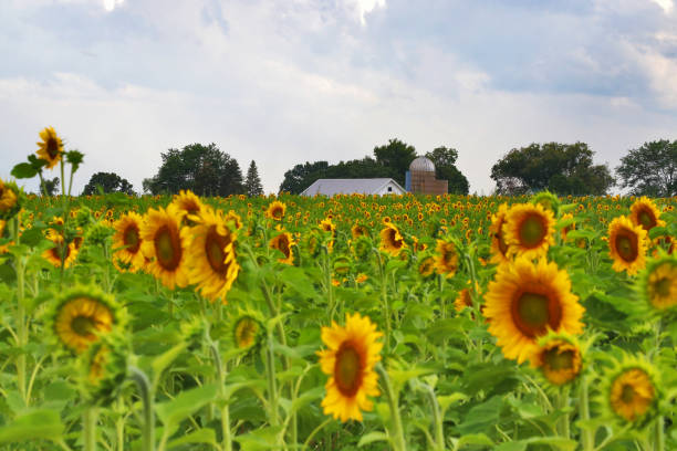 istock Agriculture and farming background. 886891576