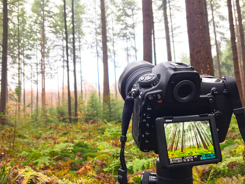 Landscape photography in a forest with the new  Nikon D850 DSLR. The Nikon D850 is Nikon's latest high resolution full-frame DSLR, boasting a 46MP backside-illuminated CMOS sensor. The forest is the Speulder-and Sprielderforest in the Veluwe nature reserve in the Netherlands.
