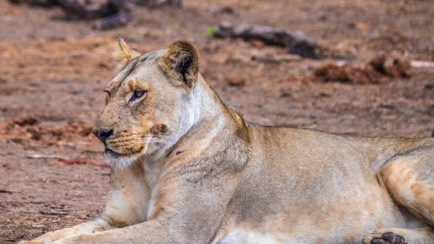 istock Close interaction with a playful lioness, Chobe riverfront area, Serondela, Chobe National Park, Botswana 886894462