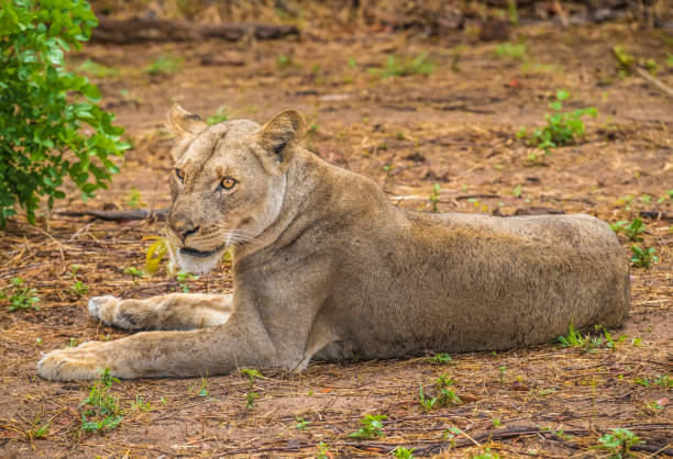 istock Close interaction with a playful lioness, Chobe riverfront area, Serondela, Chobe National Park, Botswana 886895350