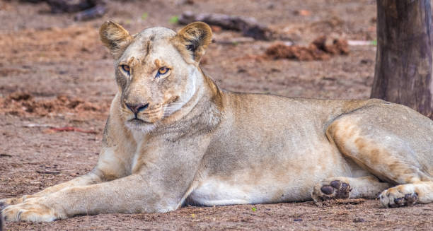 istock Close interaction with a playful lioness, Chobe riverfront area, Serondela, Chobe National Park, Botswana 886900788