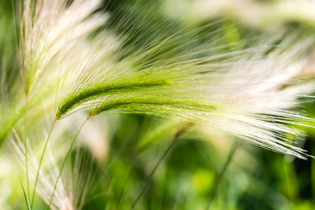 testa di semi d'orzo selvatico - barley grass foto e immagini stock