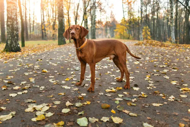 Portrait of Hungarian Vizsla dog standing outdoors in autumn park, looking aside