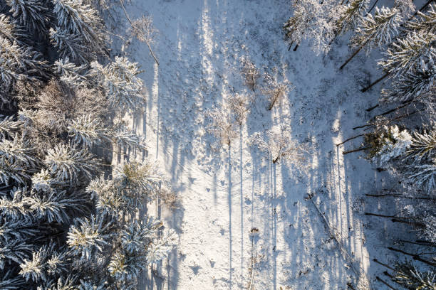 istock aerial view of the winter forest 886914144