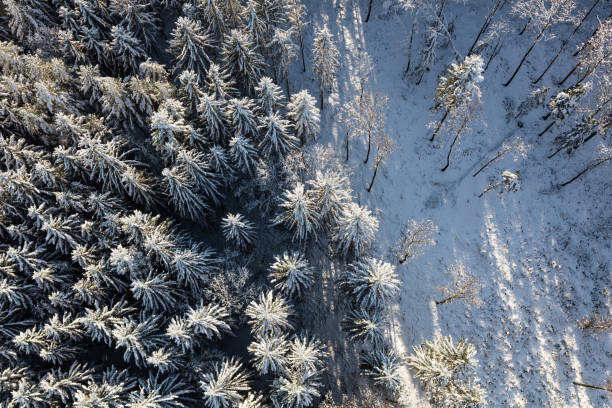 istock aerial view of the winter forest 886914238