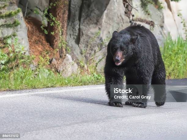 Sunday Stroll Stock Photo - Download Image Now - Animal Body Part, Bear, Black Bear