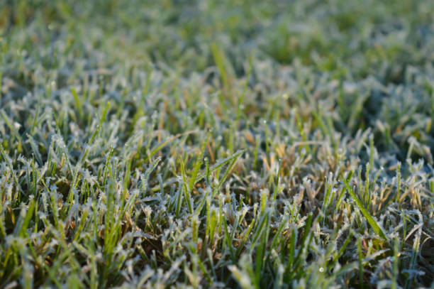 istock Morning dew on grass. Nature Background. 886927606