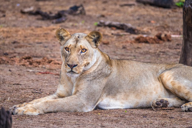 istock Close interaction with a playful lioness, Chobe riverfront area, Serondela, Chobe National Park, Botswana 886927962