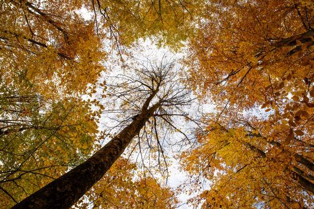 istock Low Angle View Of Trees - Autumn Forest 886934668