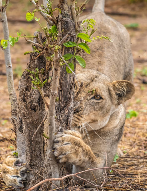 istock Close interaction with a playful lioness, Chobe riverfront area, Serondela, Chobe National Park, Botswana 886935236