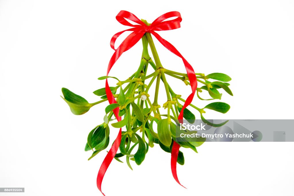 Green mistletoe with ribbon isolated on white background. Christmas concept Green mistletoe with ribbon isolated on white background. Christmas concept. Mistletoe Stock Photo