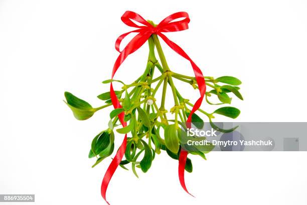 Green Mistletoe With Ribbon Isolated On White Background Christmas Concept Stock Photo - Download Image Now