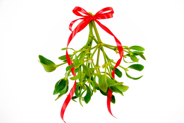 green mistletoe with ribbon isolated on white background. christmas concept - mistletoe imagens e fotografias de stock
