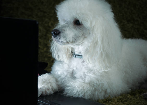 istock Dog  with a laptop 886942808