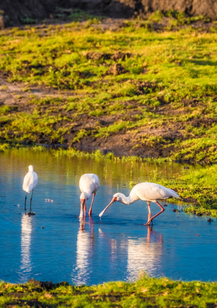 istock Spoonbills, Chobe National Park, Botswana 886943028