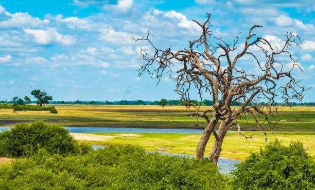 la bellezza unica degli alberi morti, chobe national park, botswana - riserva di savuti foto e immagini stock