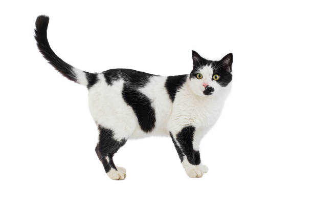 istock Beautiful black and white cat isolated on a white background 886949552