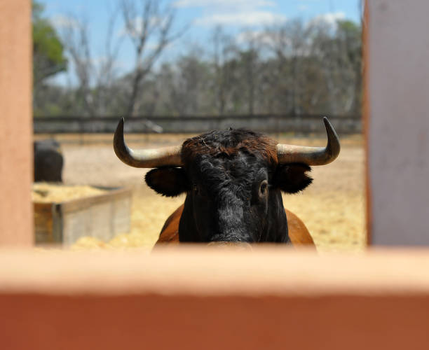 bullfight spanish bull in countryside 7676 stock pictures, royalty-free photos & images