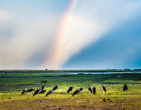 Una bandada de cigüeñas marabú a orillas de la río, arco iris, Chobe Chobe National Park, Botswana photo