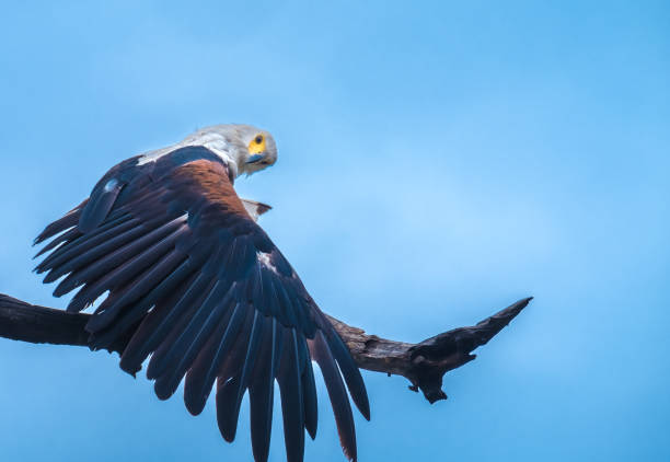istock African fish eagle, Chobe National Park, Botswana 886952768