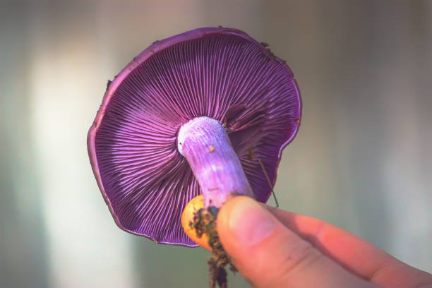 보라색 버섯 아가미의 매크로입니다. 손에서 cortinarius violaceus - 끈적버섯과 이미지 뉴스 사진 이미지