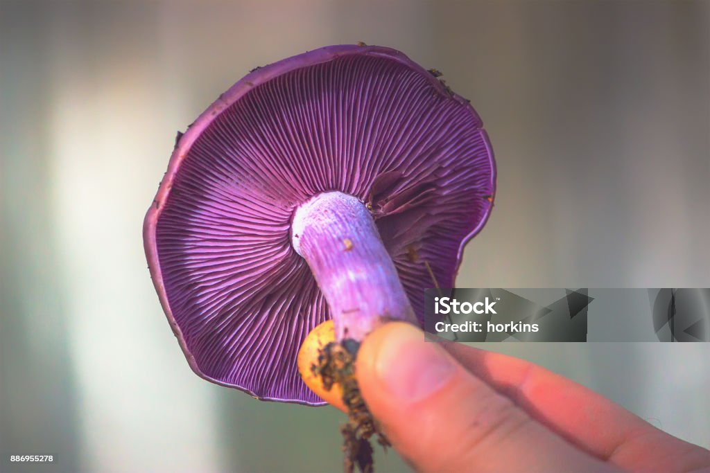 Macro of Purple Mushroom Gills. Cortinarius violaceus in hands Macro of Purple Mushroom Gills and Orange Leaf: Cortinarius violaceus in hands Cortinarius Fungus Stock Photo