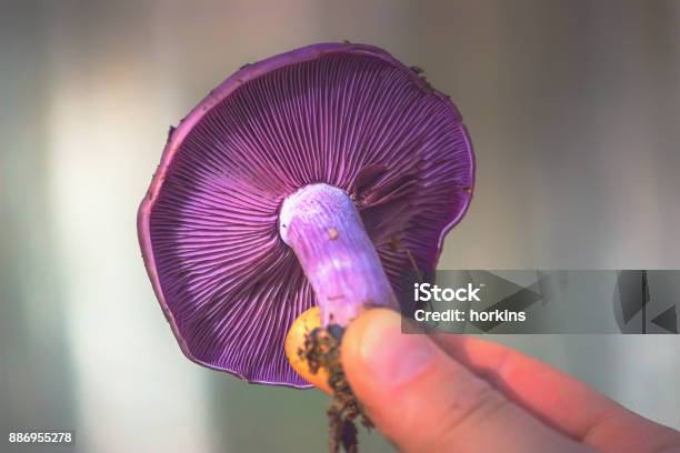 Macro Of Purple Mushroom Gills Cortinarius Violaceus In Hands Stock Photo - Download Image Now